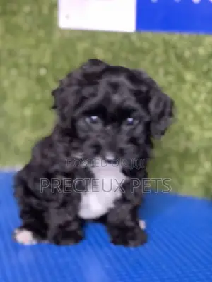 1-3 months Male Purebred Poodle