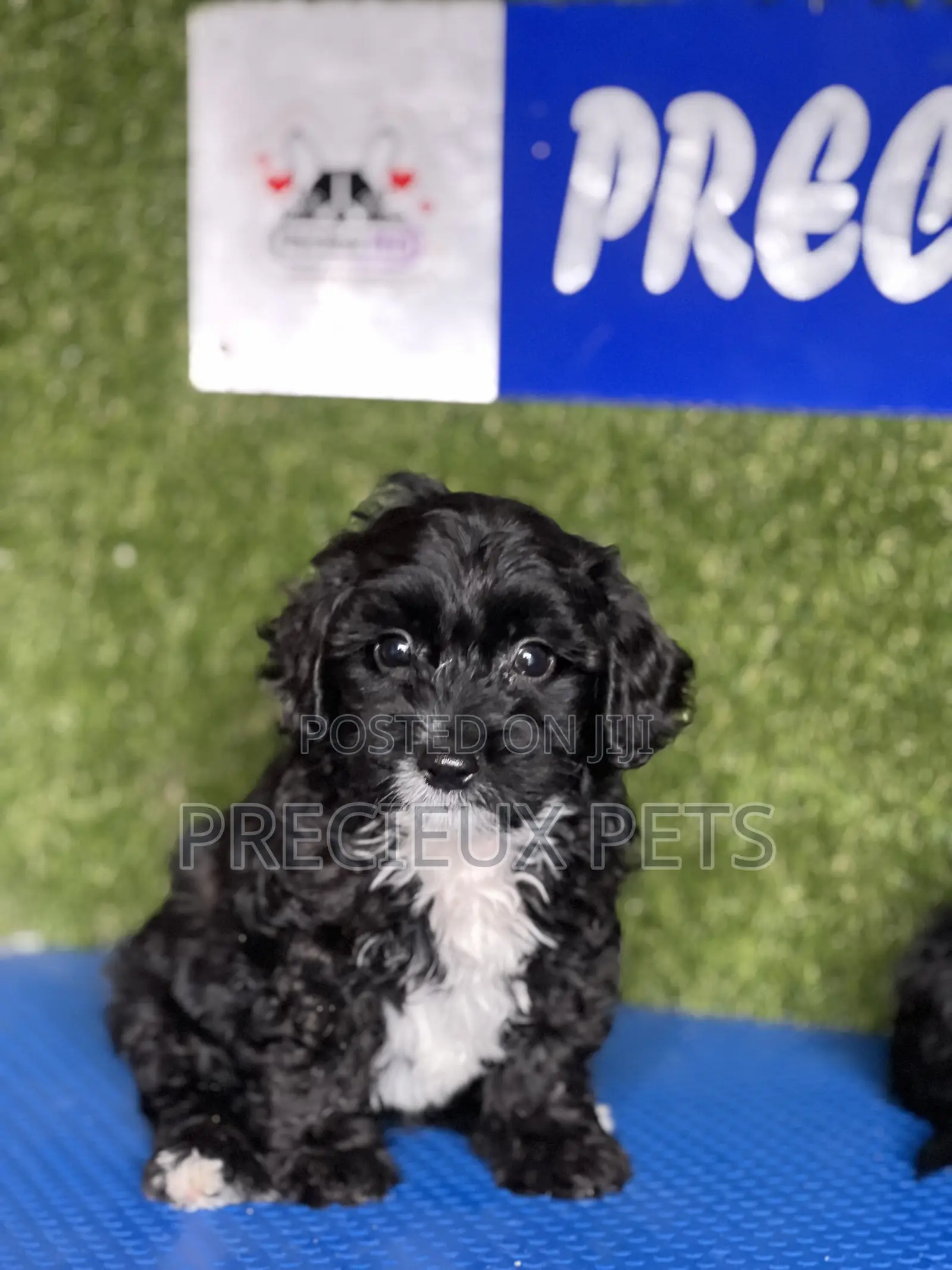1-3 months Male Purebred Poodle