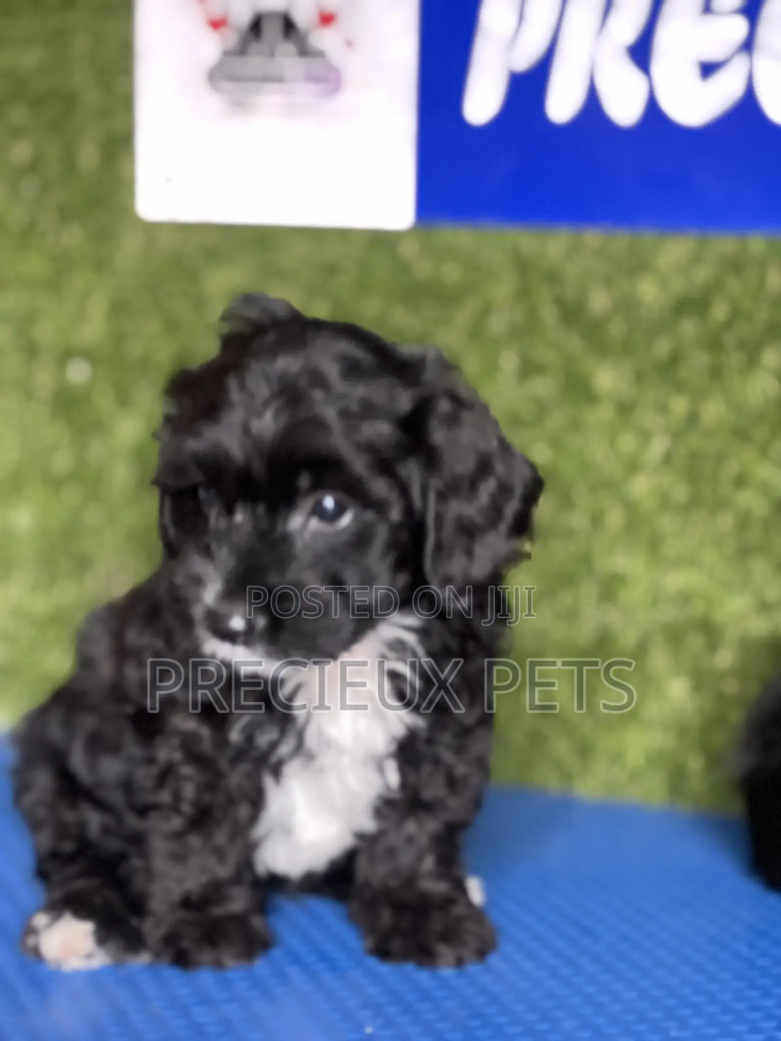 1-3 months Male Purebred Poodle