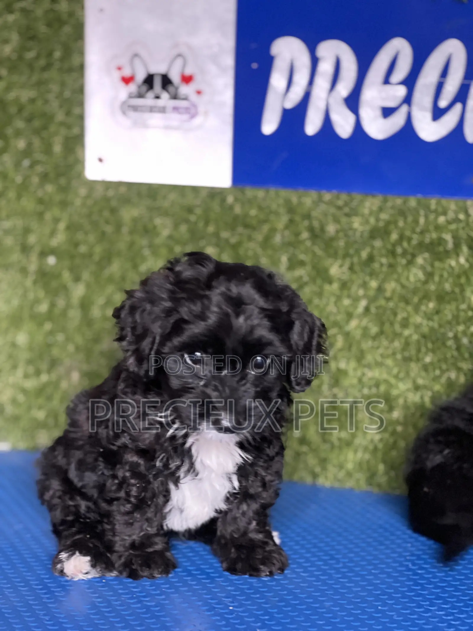 1-3 months Male Purebred Poodle