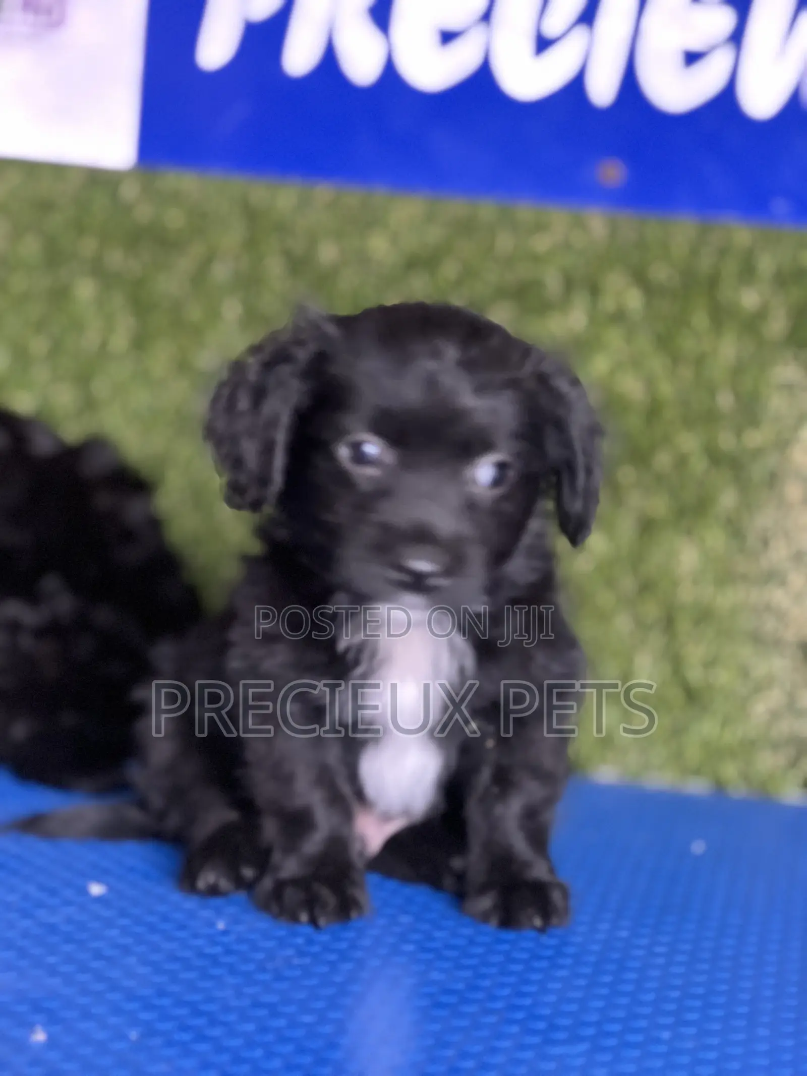 1-3 months Male Mixed Breed Maltipoo