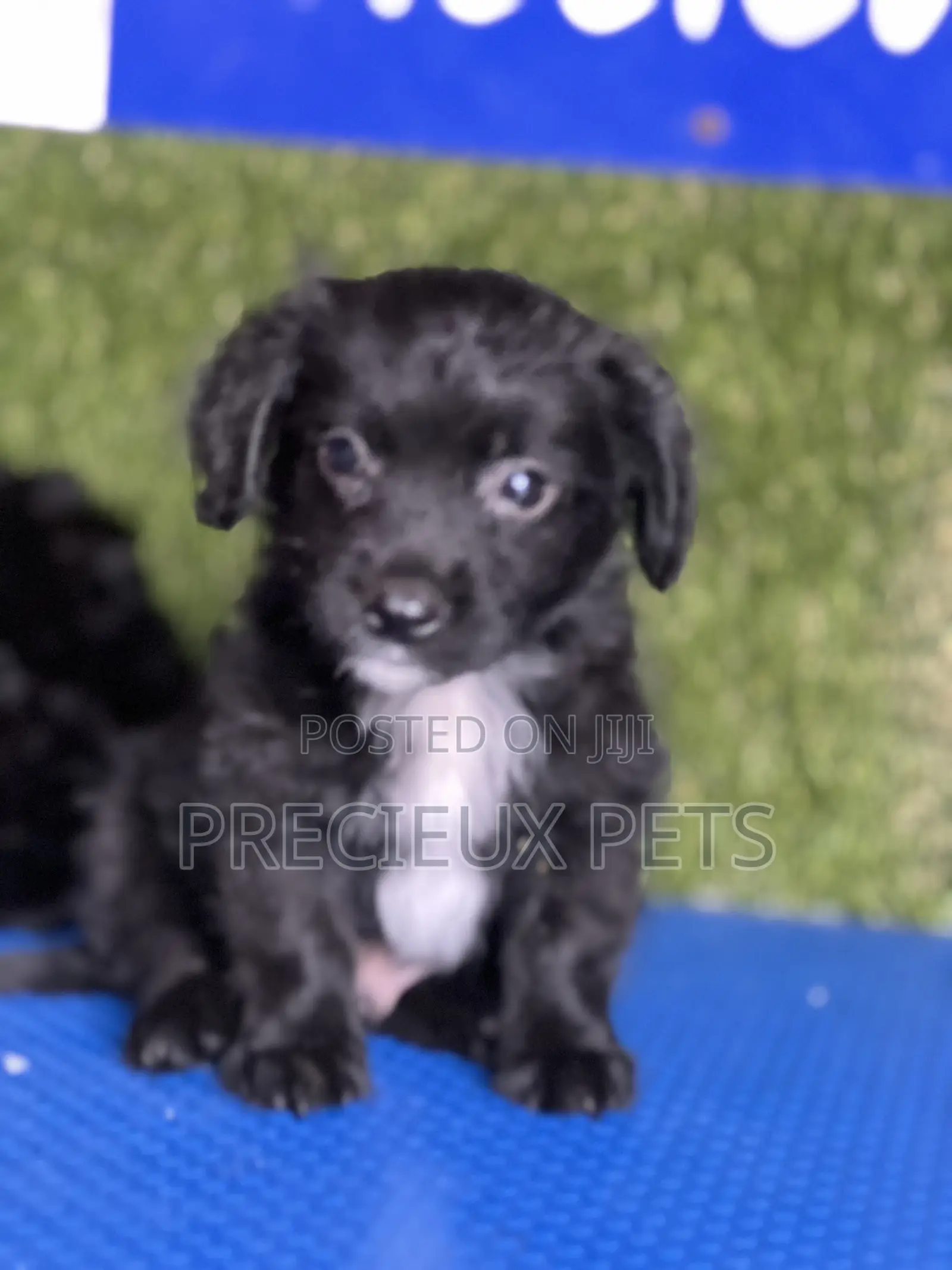 1-3 months Male Mixed Breed Maltipoo