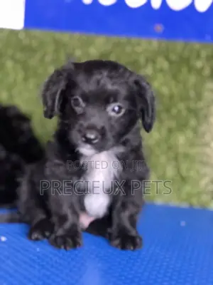 1-3 months Male Mixed Breed Maltipoo