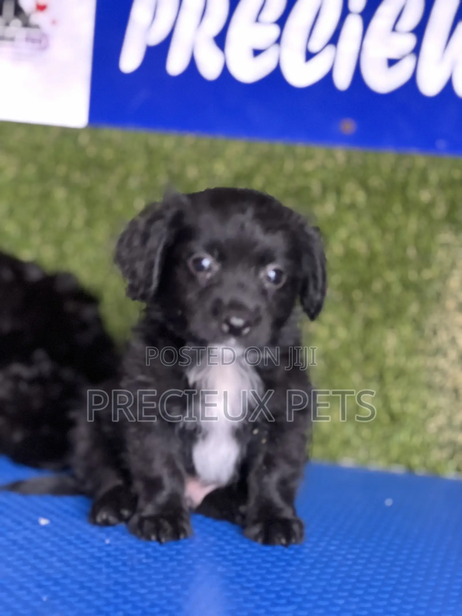 1-3 months Male Mixed Breed Maltipoo