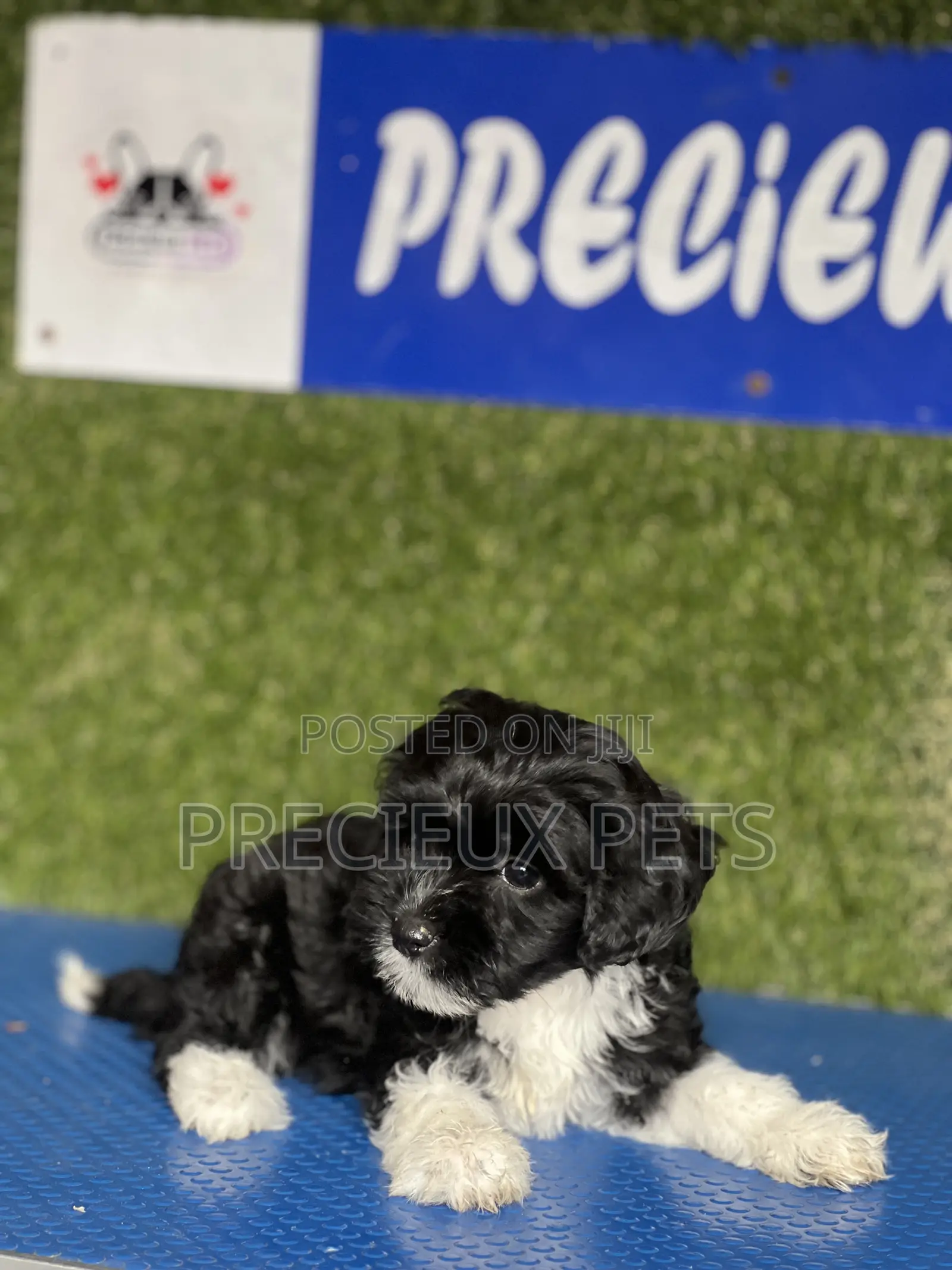 1-3 months Female Purebred Poodle
