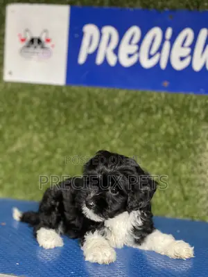 1-3 months Female Purebred Poodle