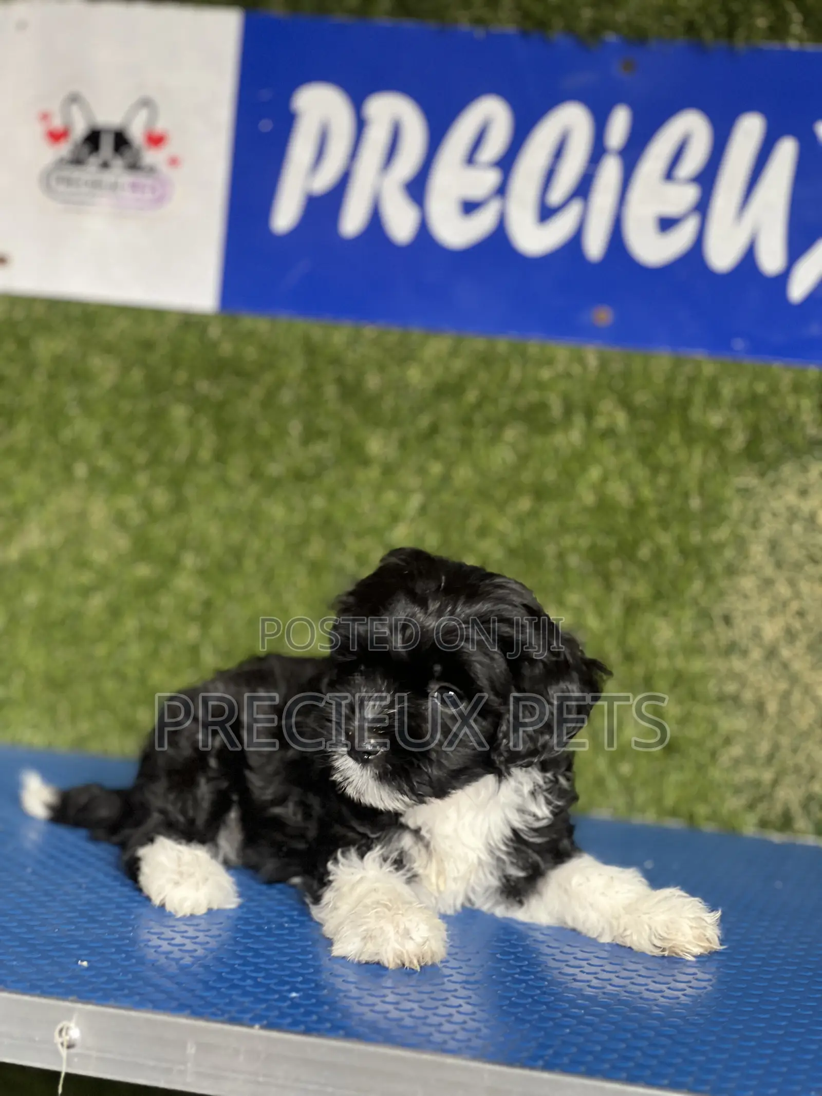 1-3 months Female Purebred Poodle