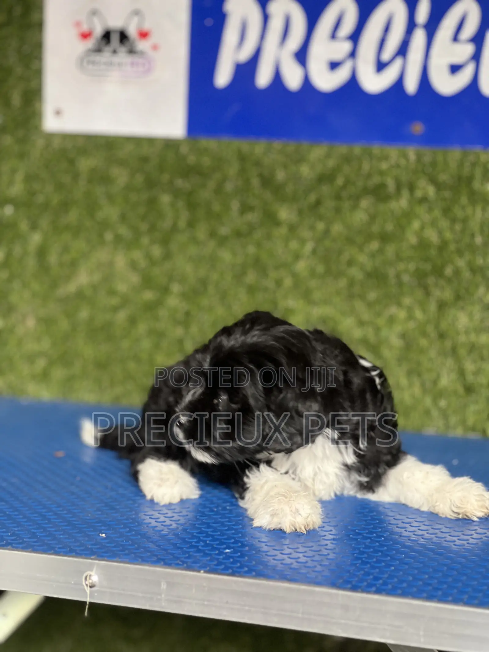 1-3 months Female Purebred Poodle