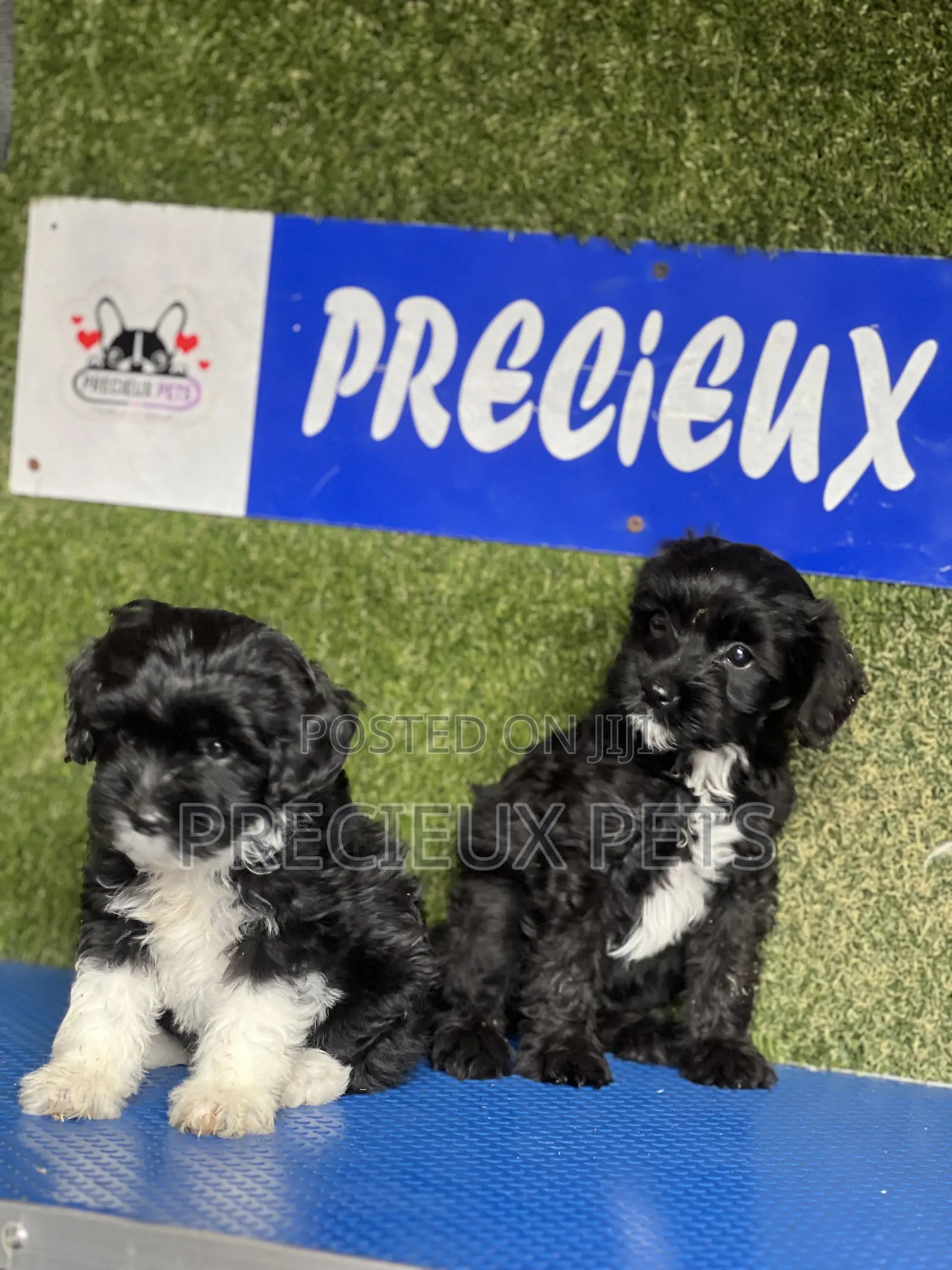 1-3 months Female Purebred Poodle
