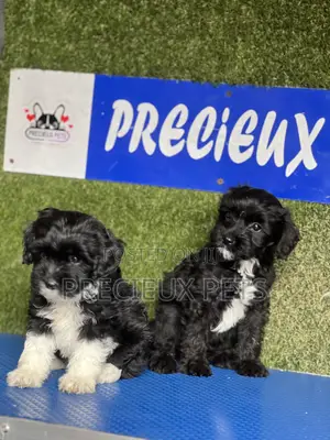 1-3 months Female Purebred Poodle