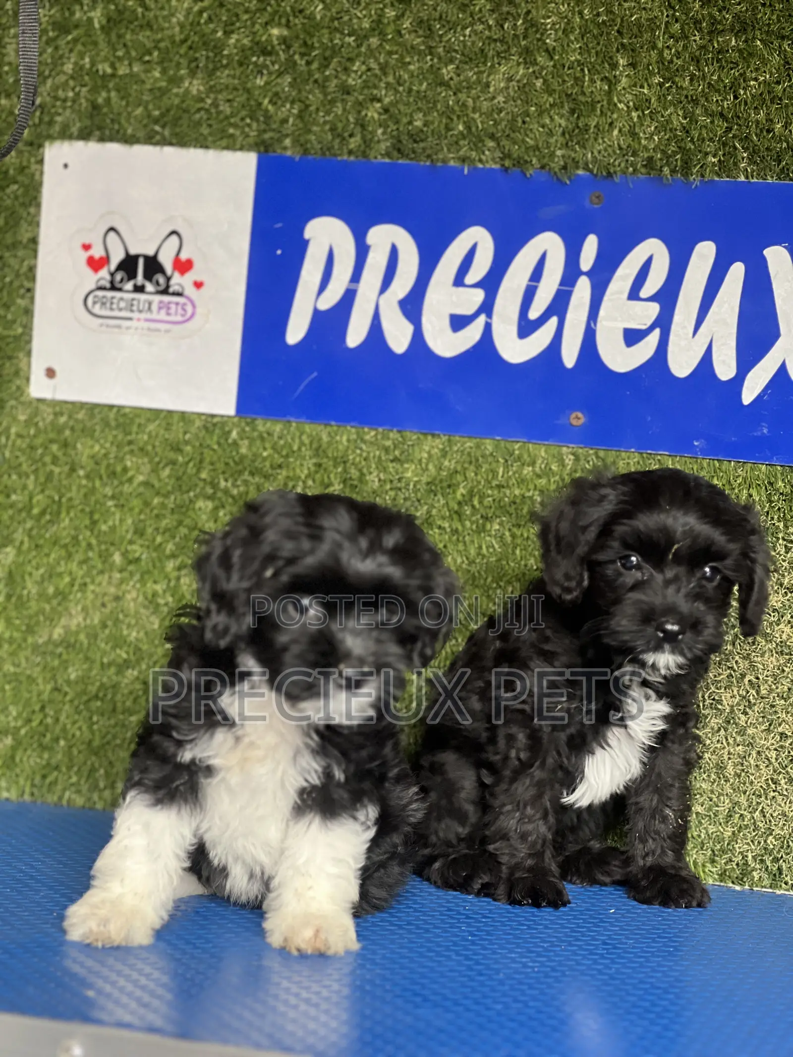 1-3 months Female Purebred Poodle
