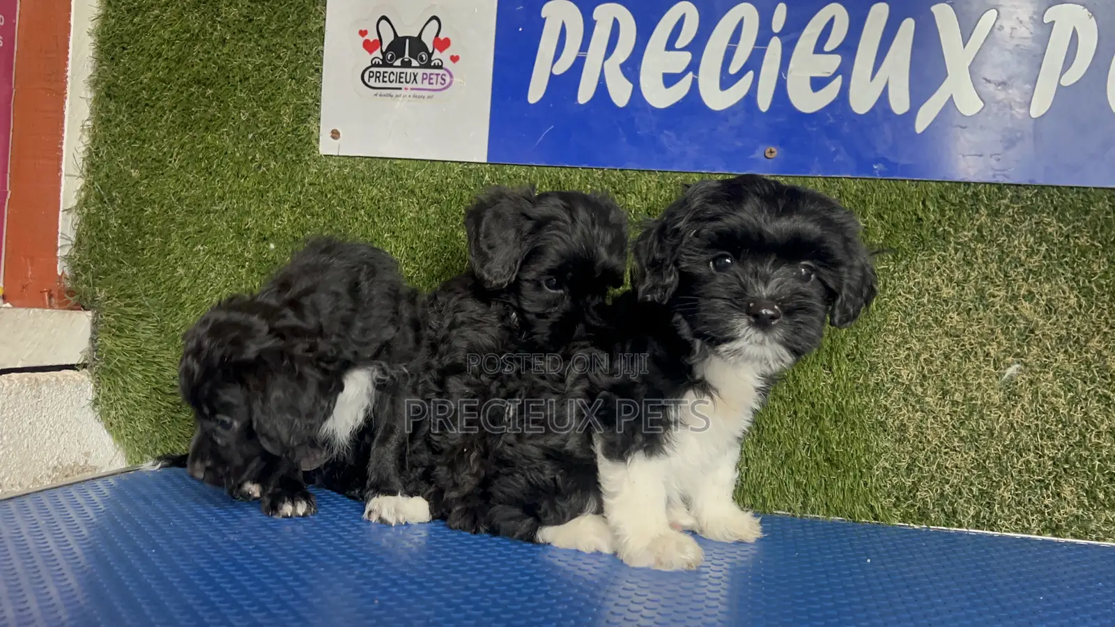 1-3 months Female Purebred Poodle