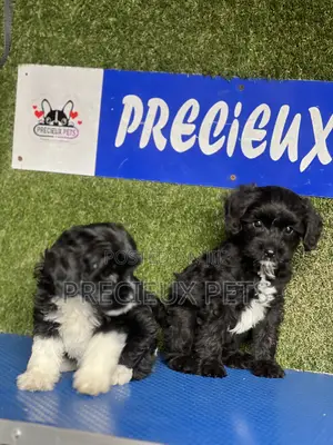 1-3 months Female Purebred Poodle