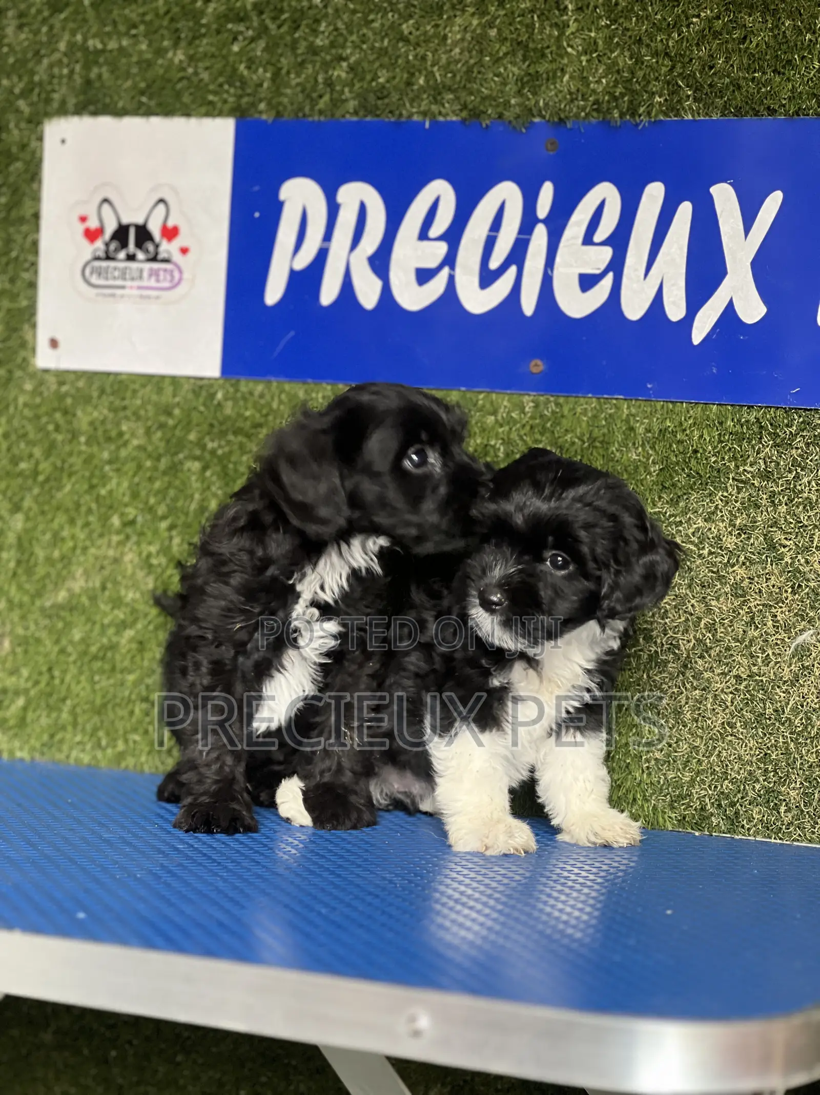1-3 months Female Purebred Poodle