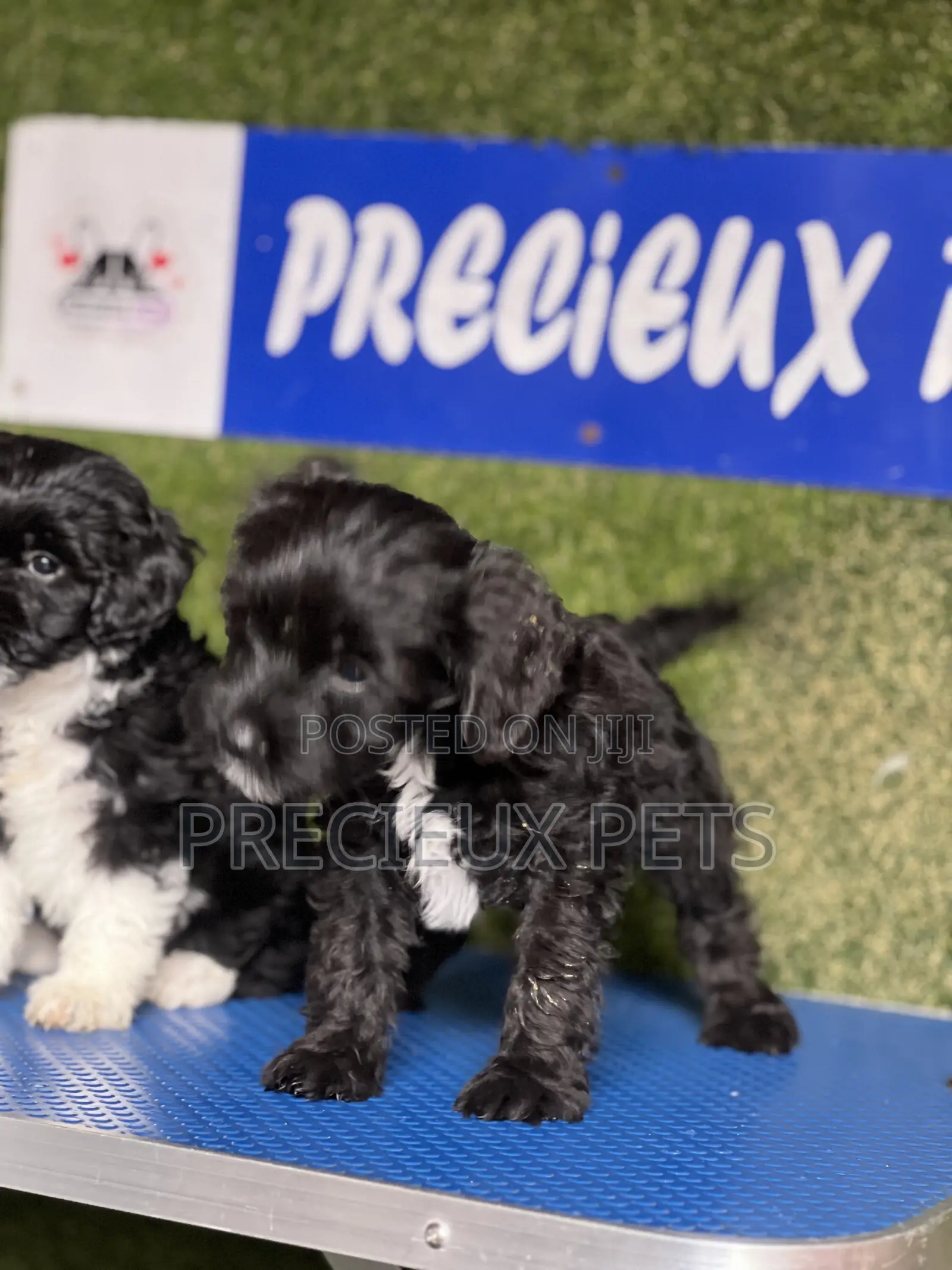 1-3 months Female Purebred Poodle