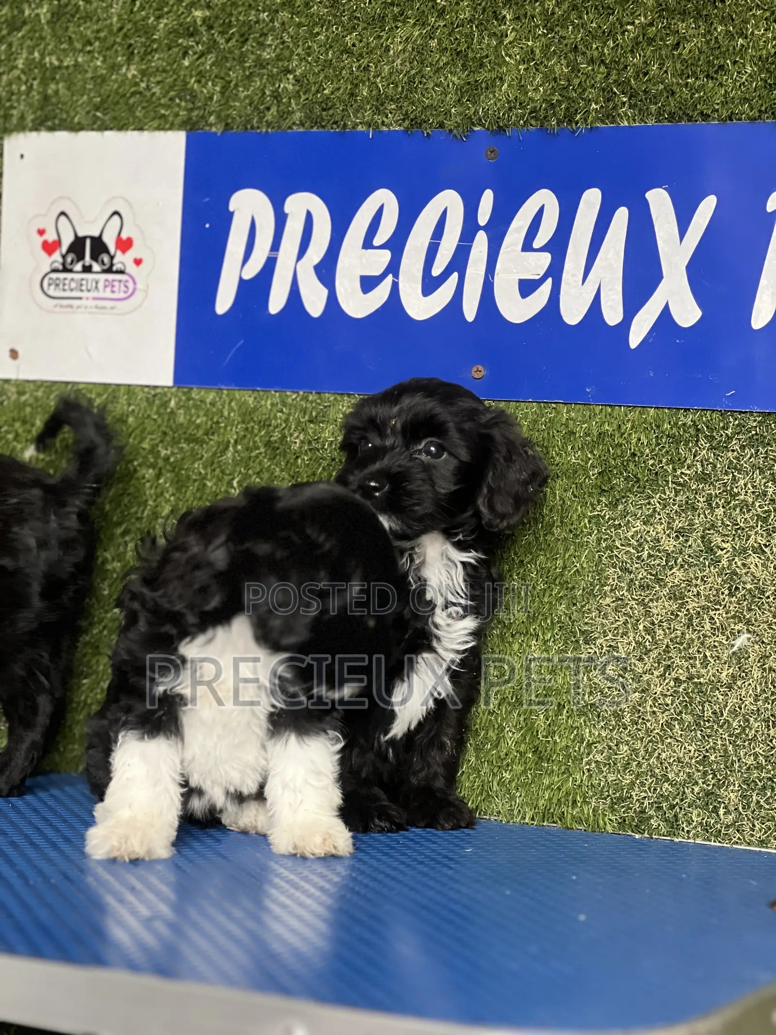 1-3 months Female Purebred Poodle