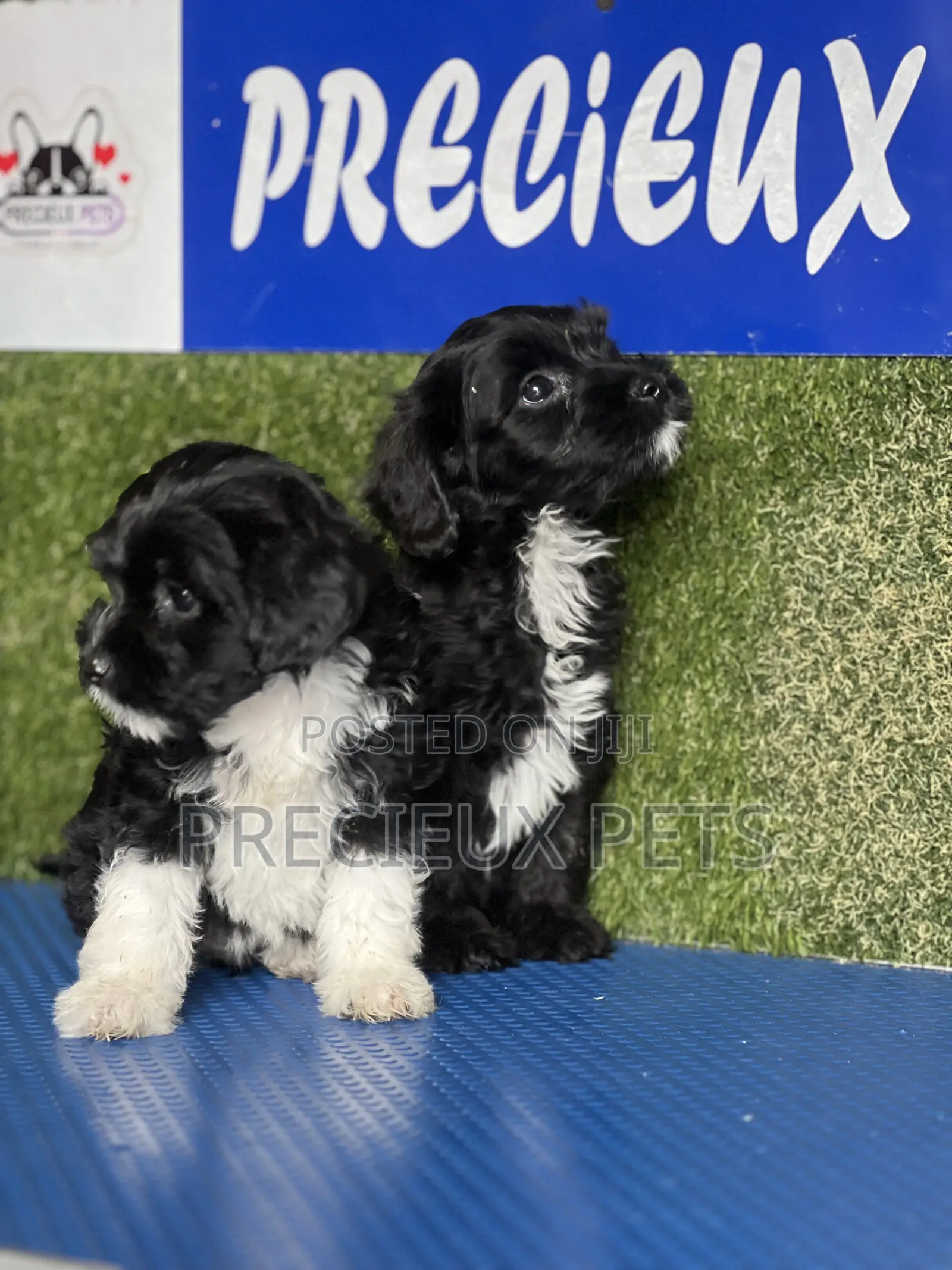 1-3 months Female Purebred Poodle