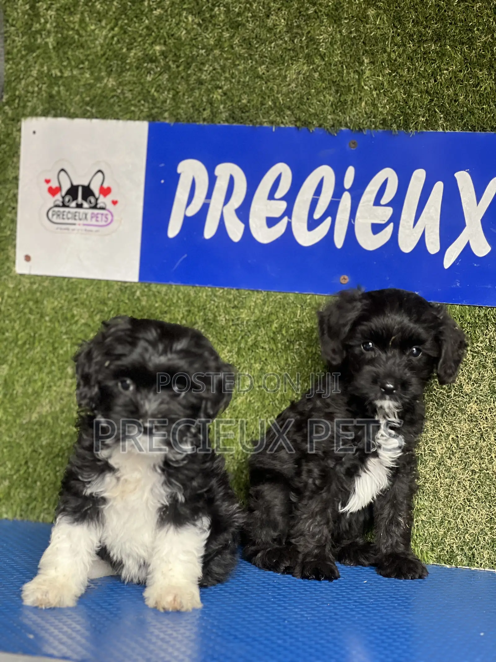 1-3 months Female Purebred Poodle
