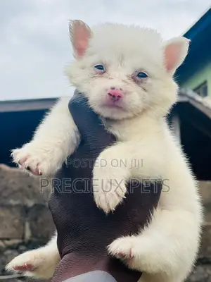 1-3 months Male Purebred American Eskimo
