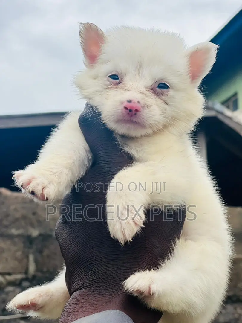 1-3 months Male Purebred American Eskimo