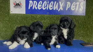 1-3 months Female Purebred Poodle