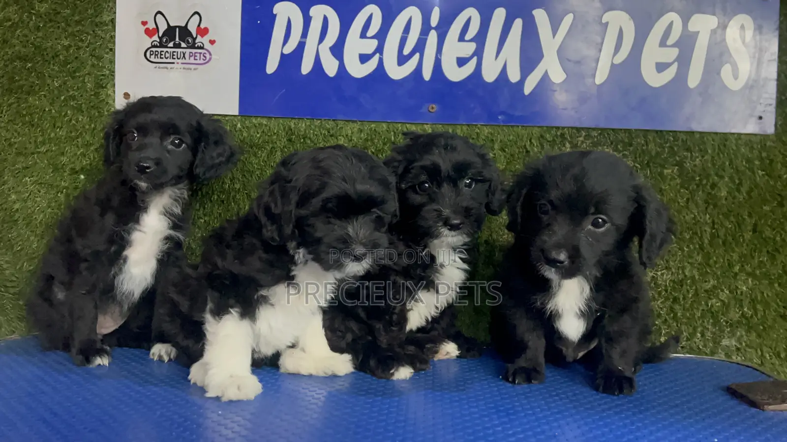 1-3 months Female Purebred Poodle