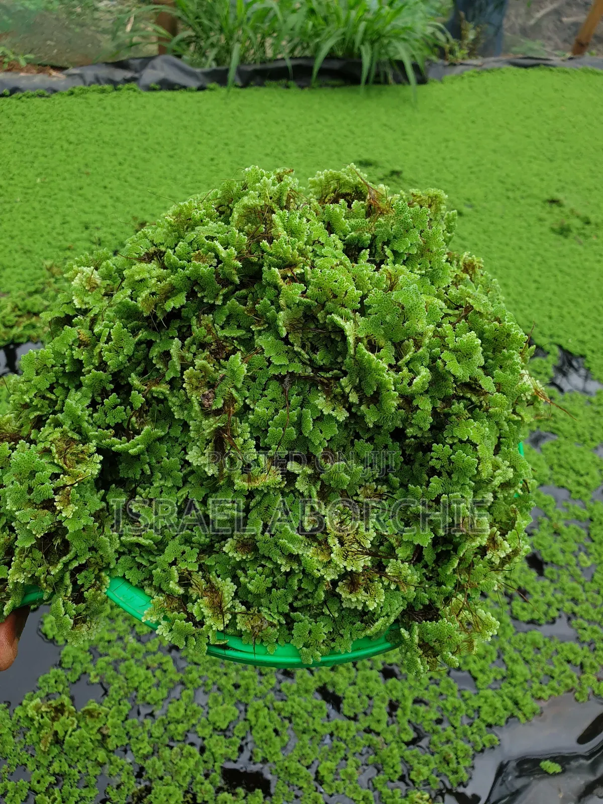 Azolla Seeds