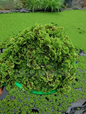 Azolla Seeds