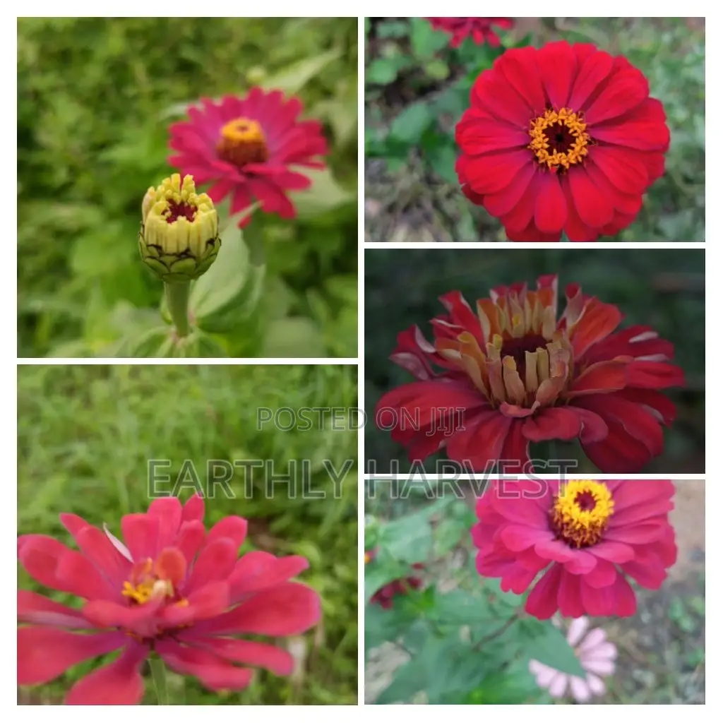 Zinnia Flower Seeds - European Species
