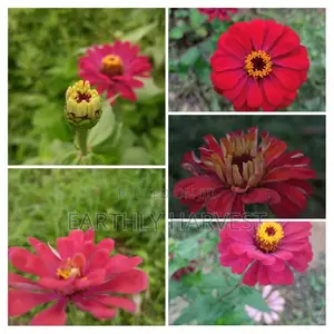 Zinnia Flower Seeds - European Species