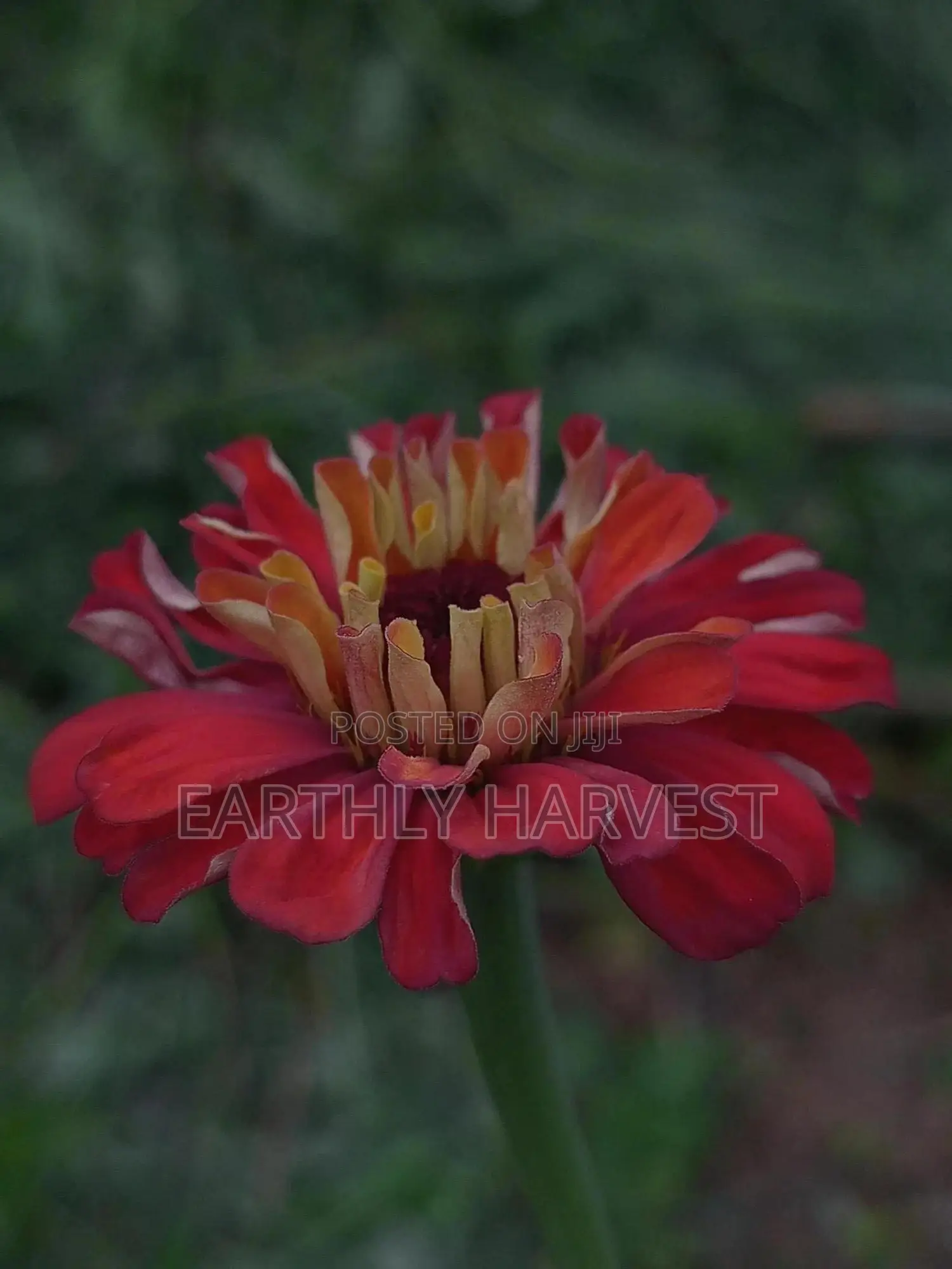 Zinnia Flower Seeds - European Species