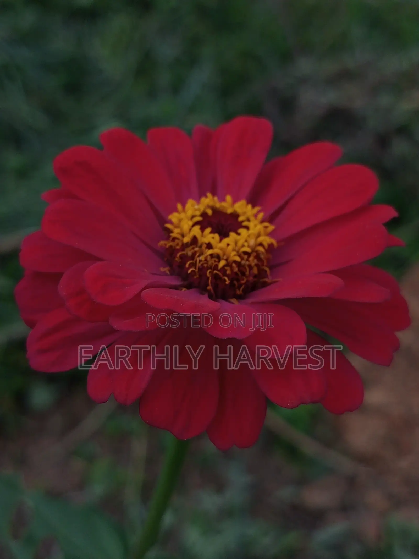 Zinnia Flower Seeds - European Species