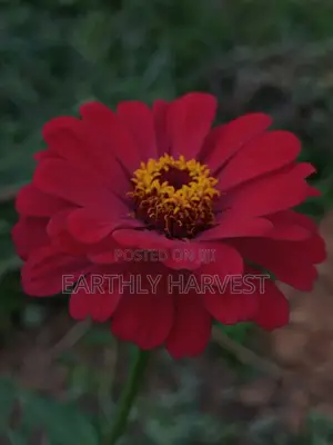 Zinnia Flower Seeds - European Species