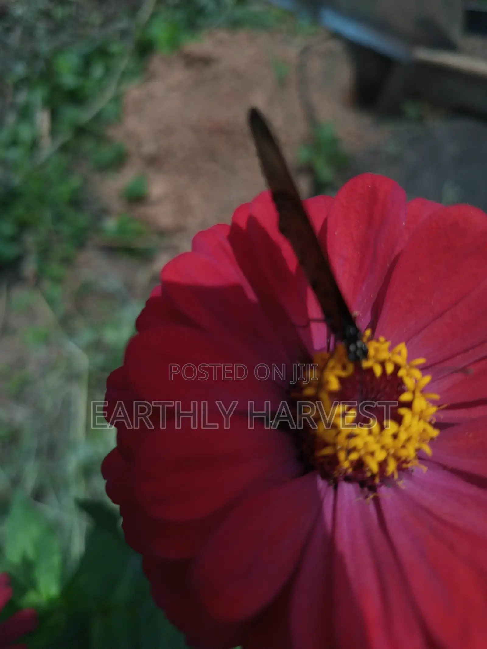 Zinnia Flower Seeds - European Species