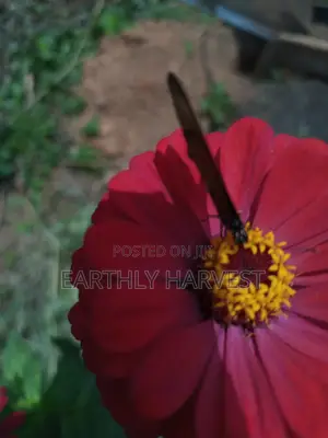 Zinnia Flower Seeds - European Species