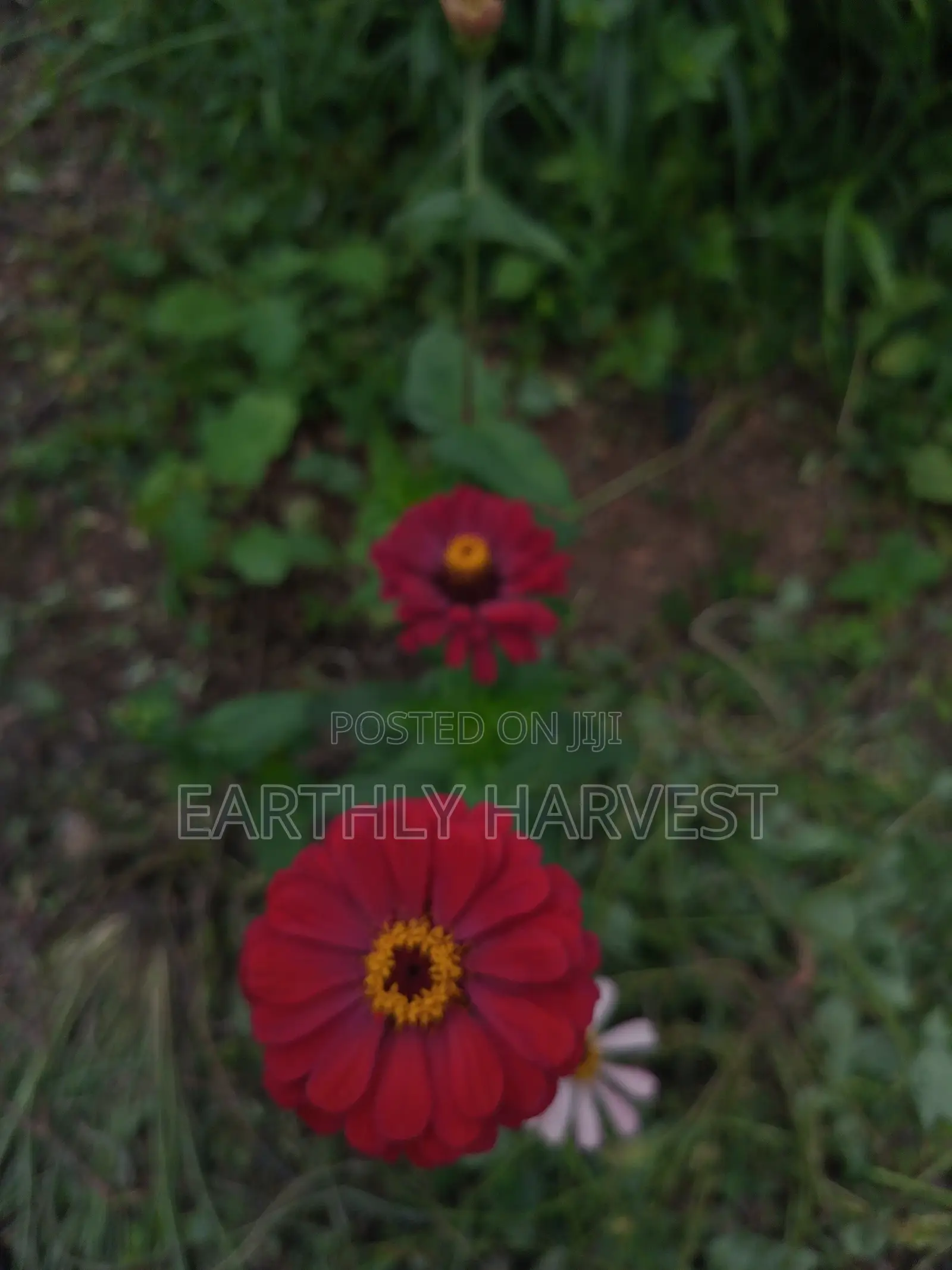 Zinnia Flower Seeds - European Species