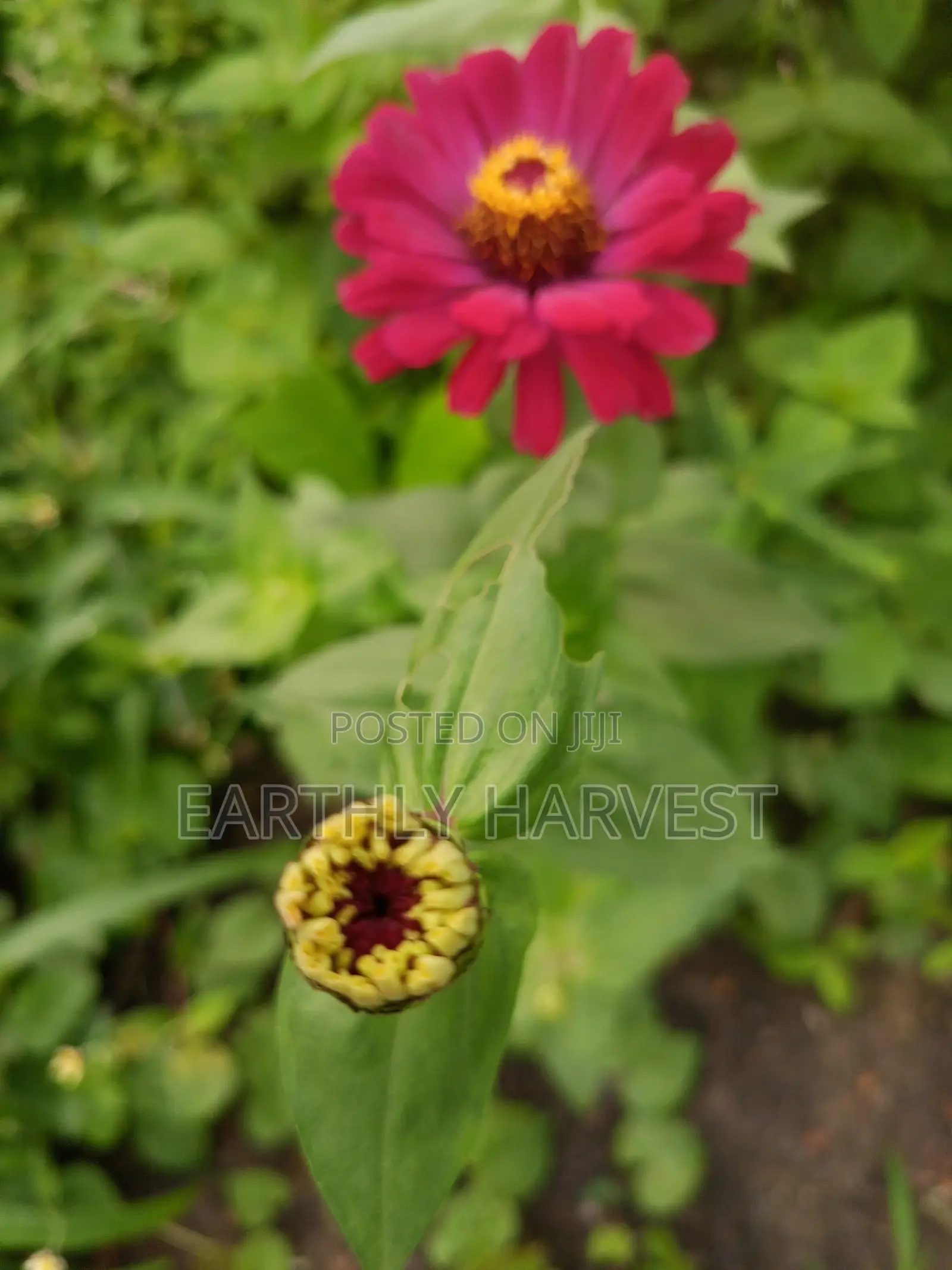 Zinnia Flower Seeds - European Species