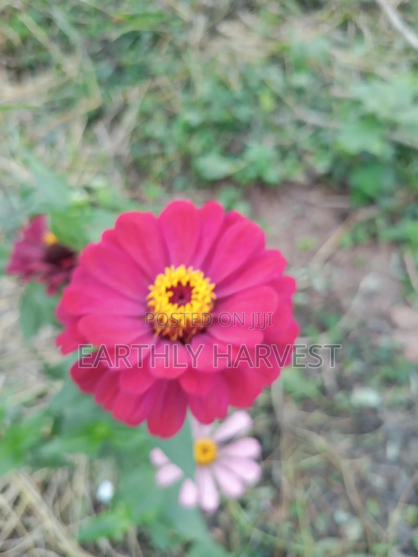 Zinnia Flower Seeds - European Species