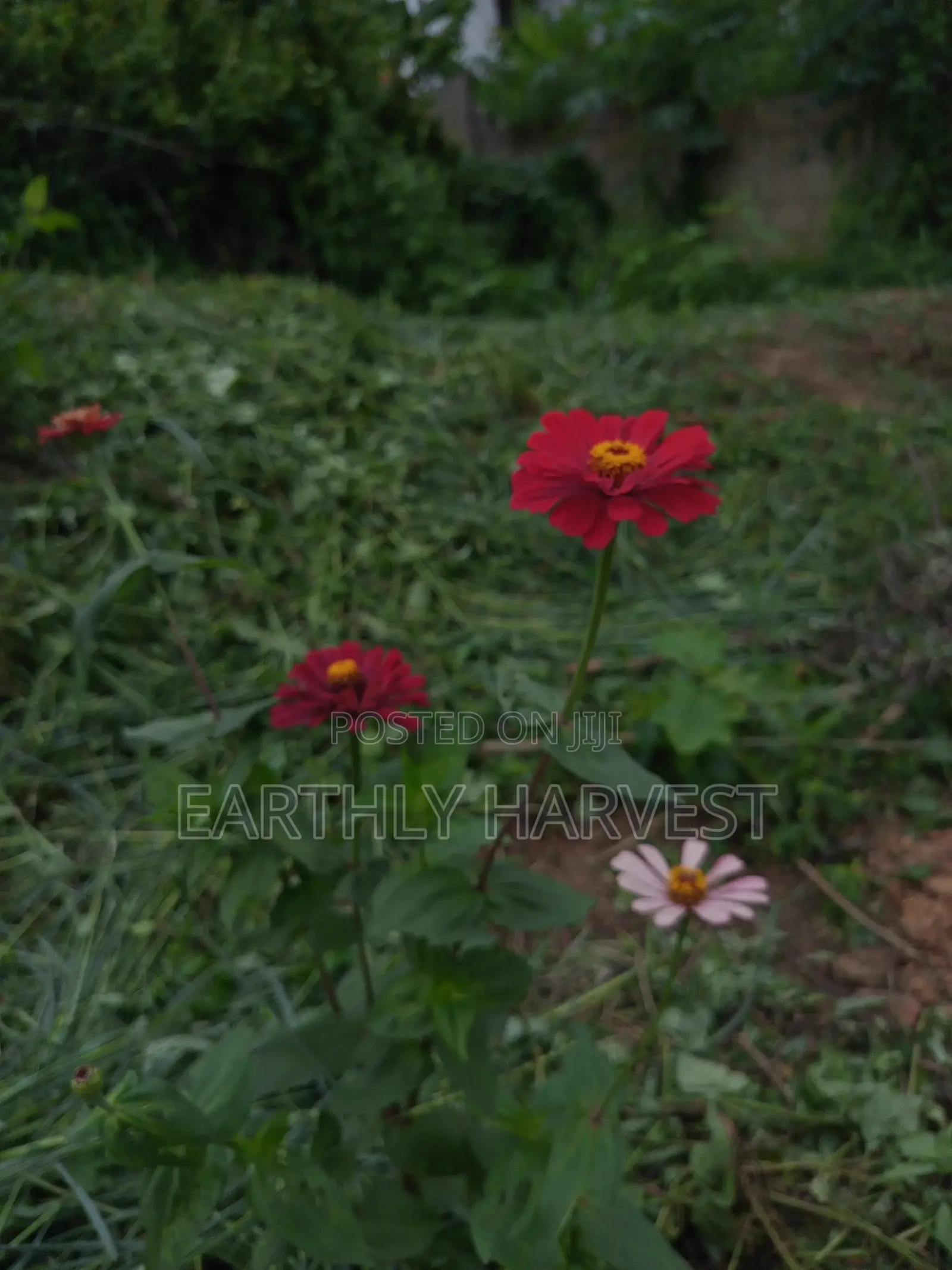 Zinnia Flower Seeds - European Species