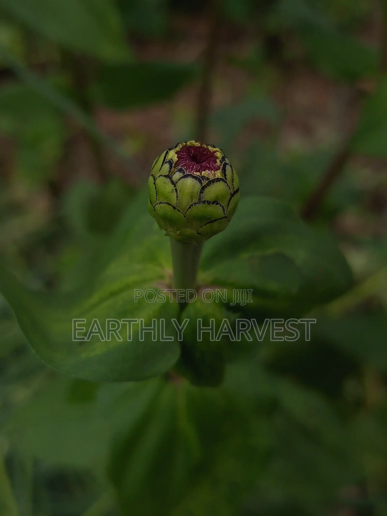 Zinnia Flower Seeds - European Species