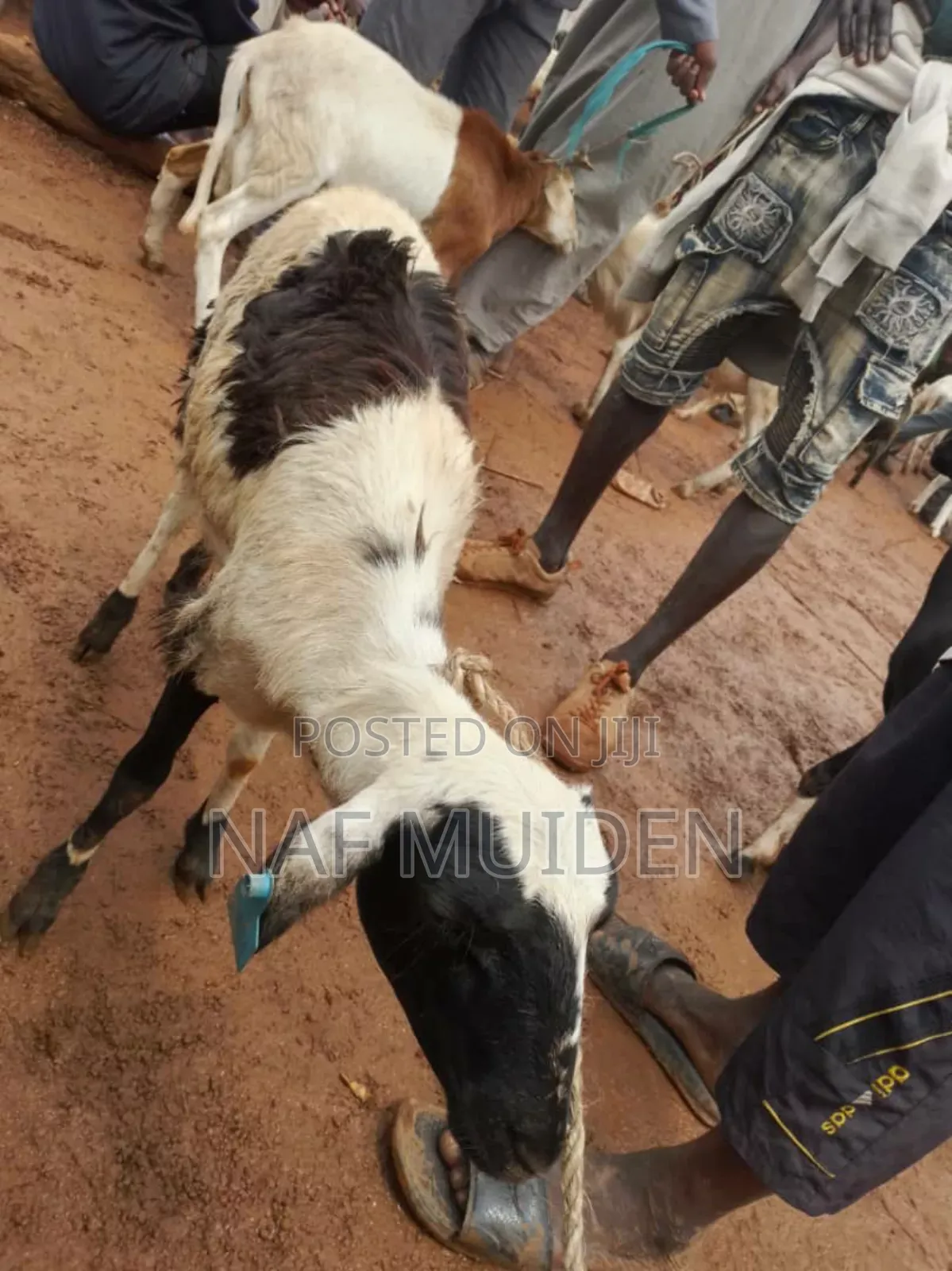 Healthy Sheep for Breeding and Meat in Kasoa Farm Animals, Naf Muiden