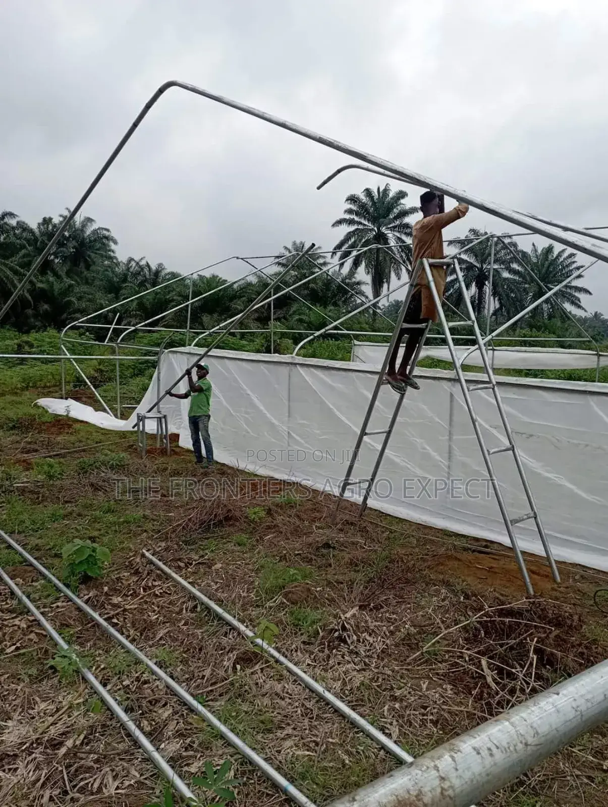 Vegetables Greenhouse