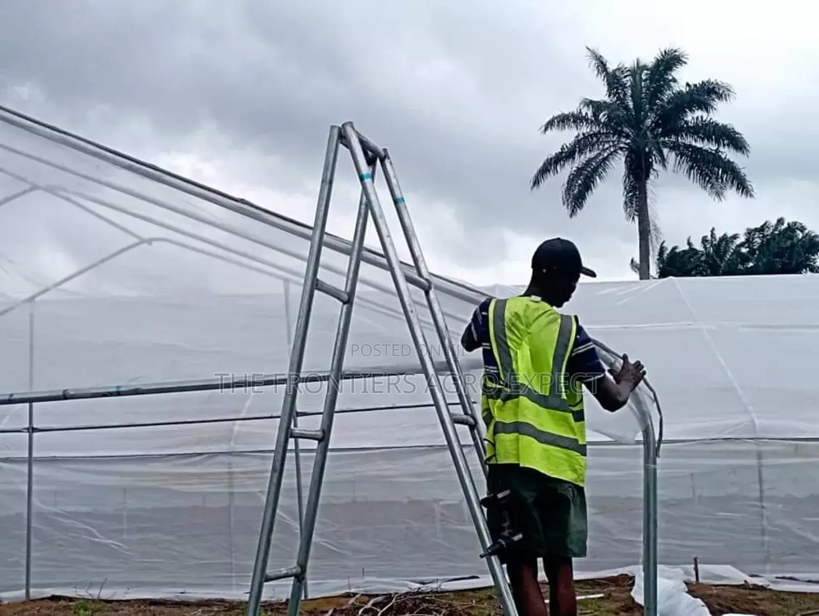 Vegetables Greenhouse