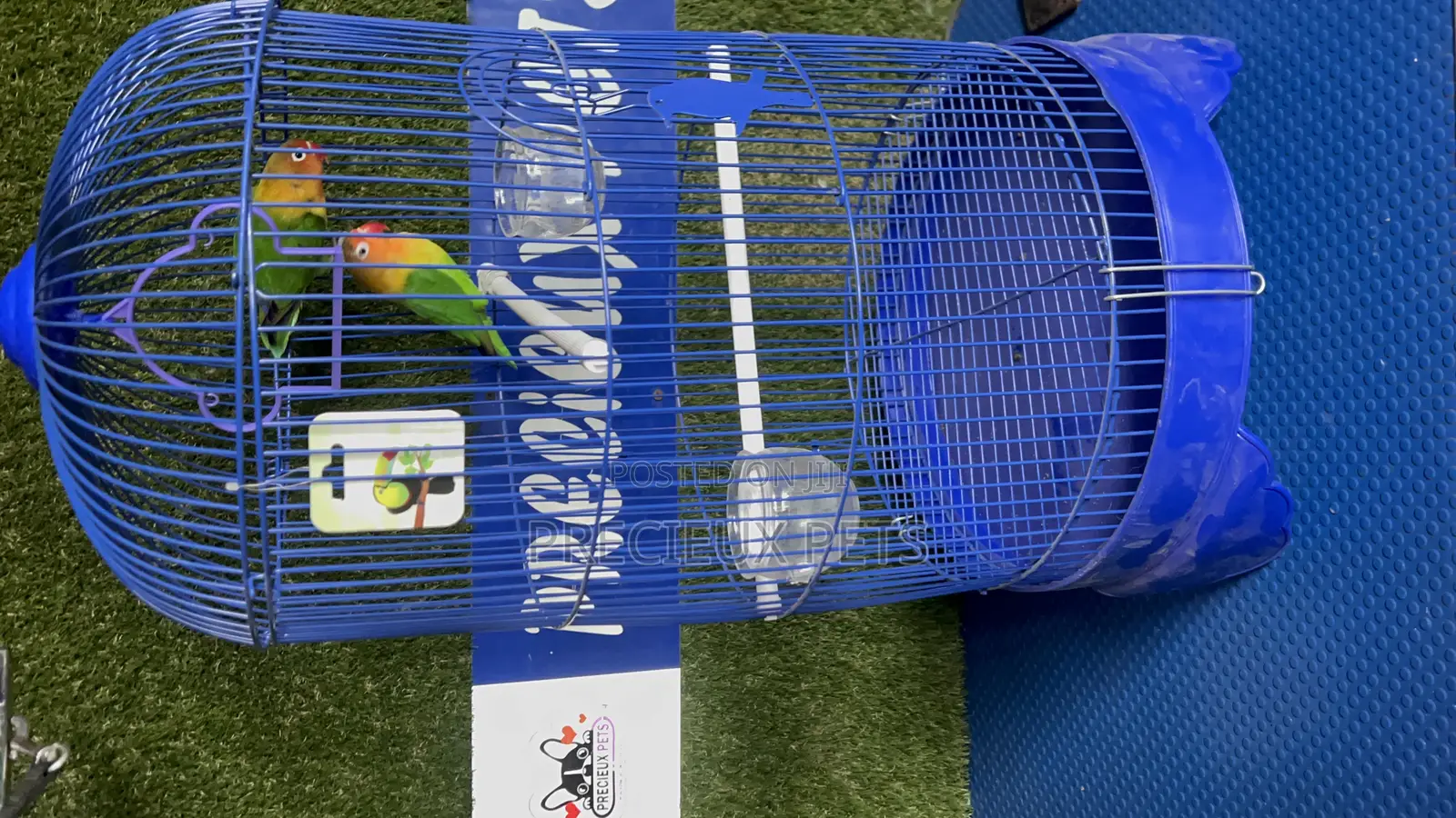 1 Pair of Fischer Lovebird and a Cage