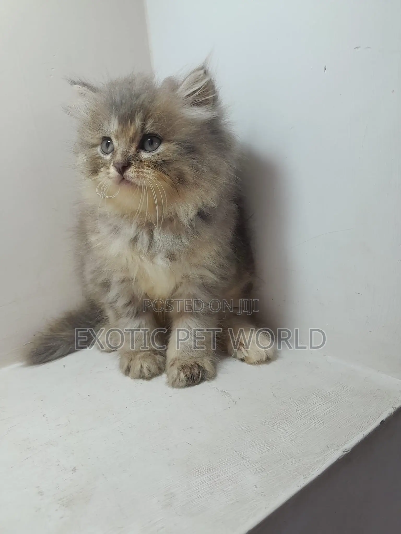 1-3 months Female Purebred Persian