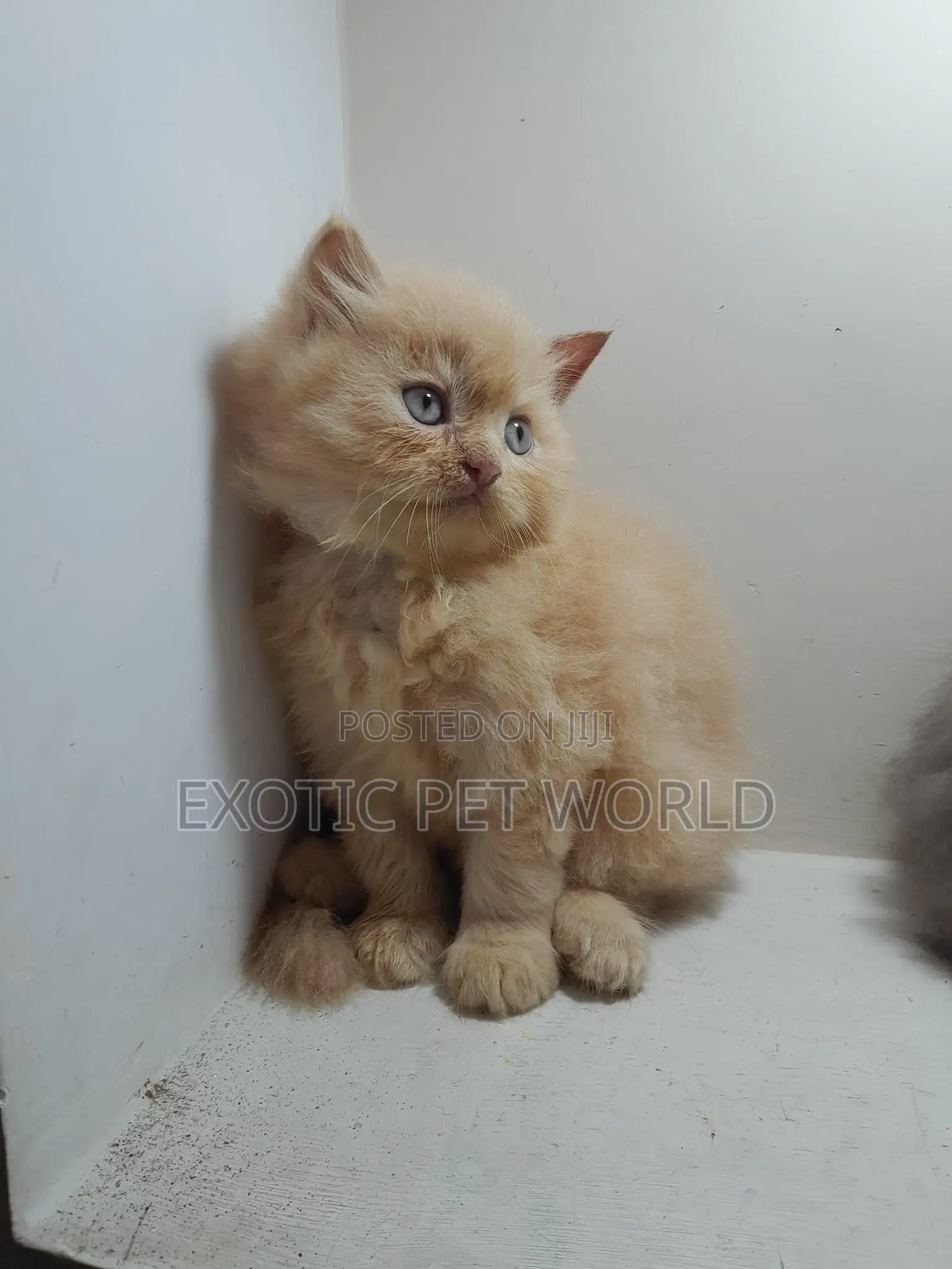 1-3 months Female Purebred Persian