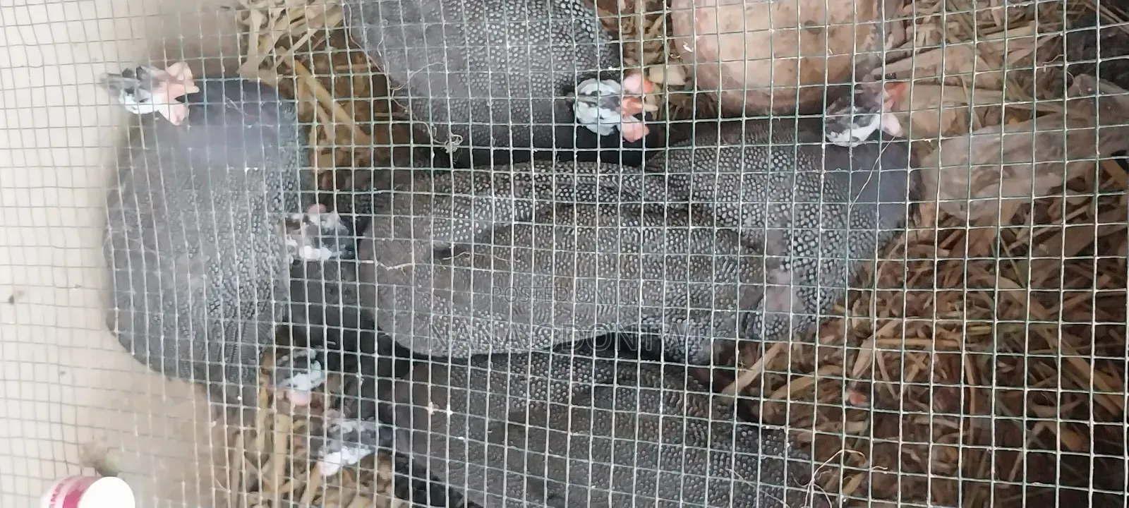 Mature Guinea Fowl