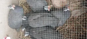 Mature Guinea Fowl