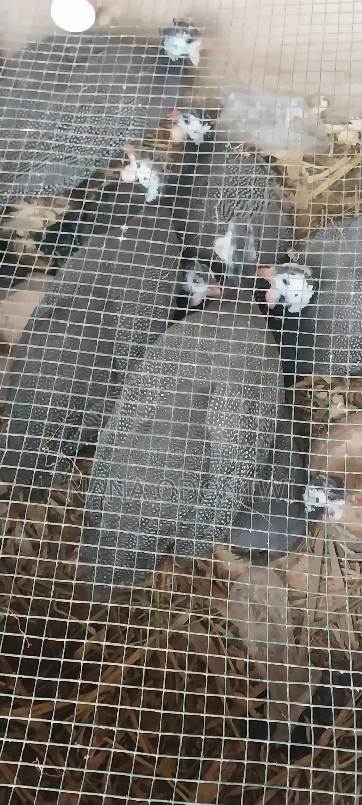 Mature Guinea Fowl