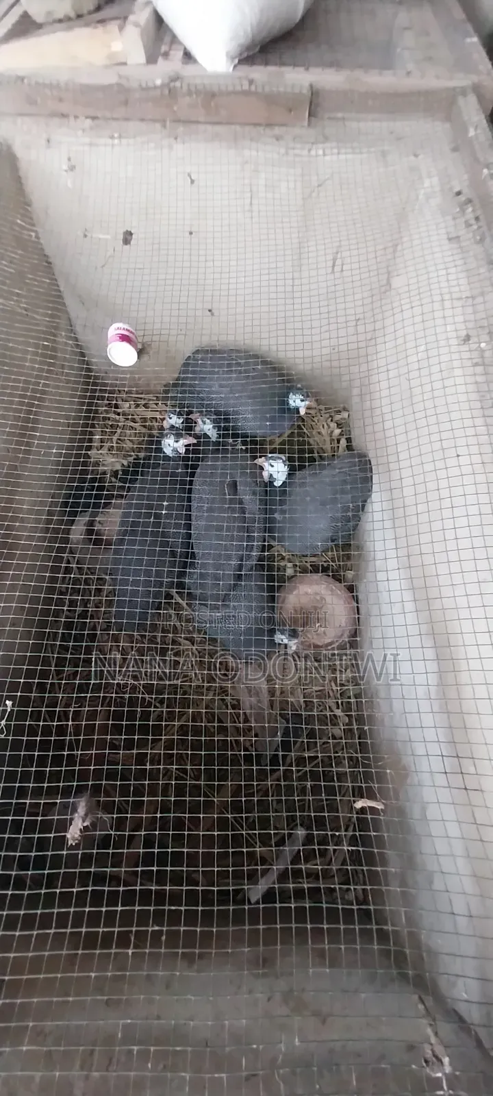 Mature Guinea Fowl